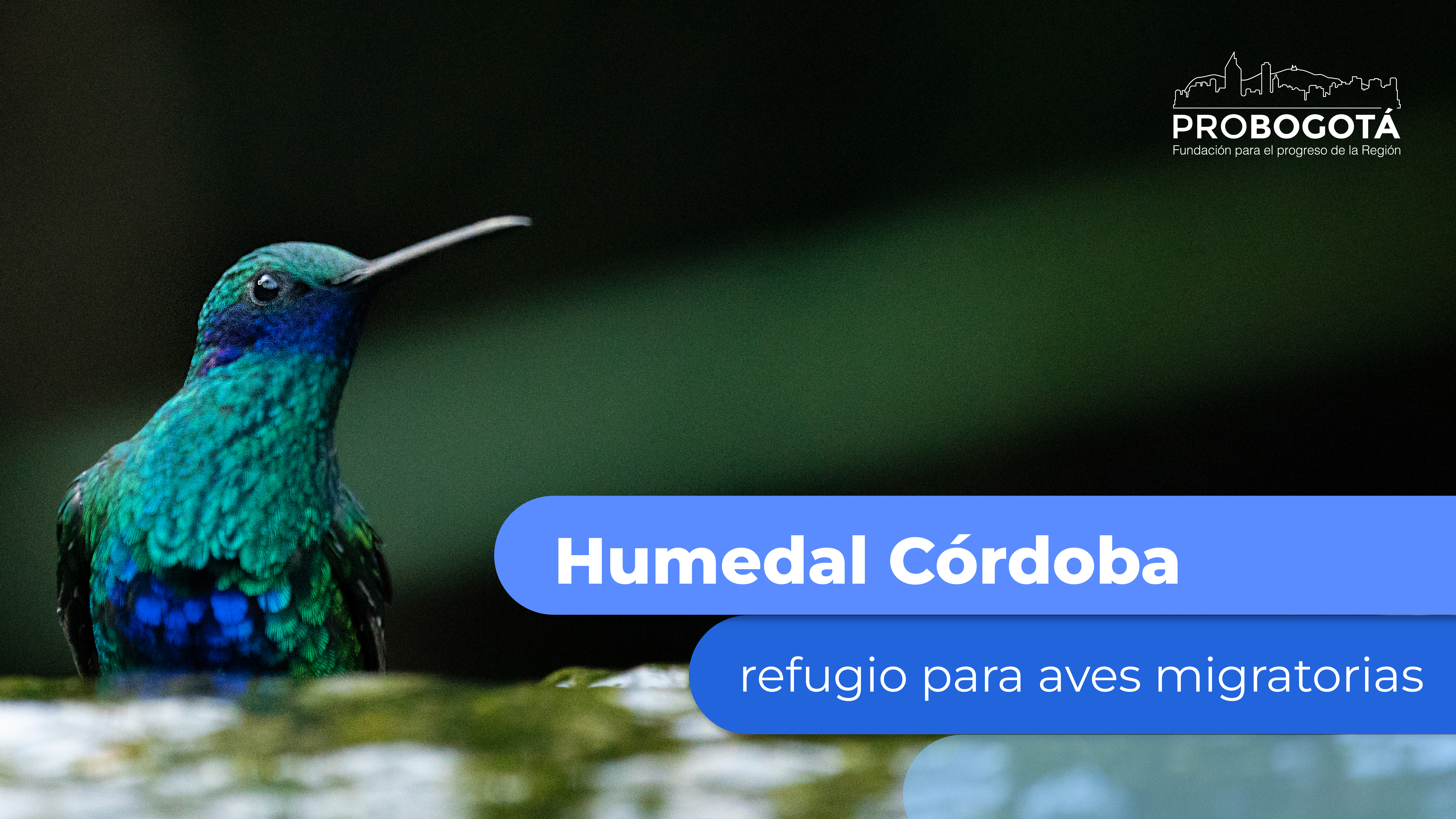 Sabías que los humedales de Bogotá, en particular el de Córdoba, son refugios para aves migratorias